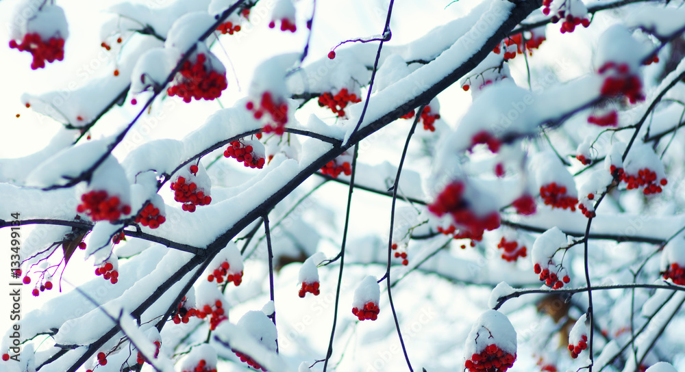  rowan covered with the snow