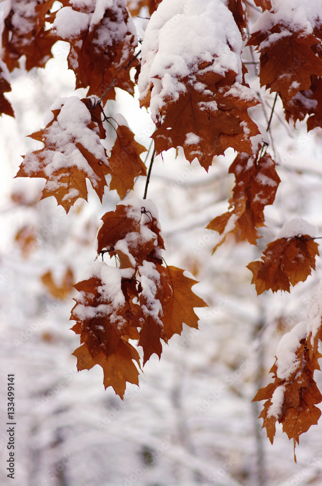 Yellow leaves in snow