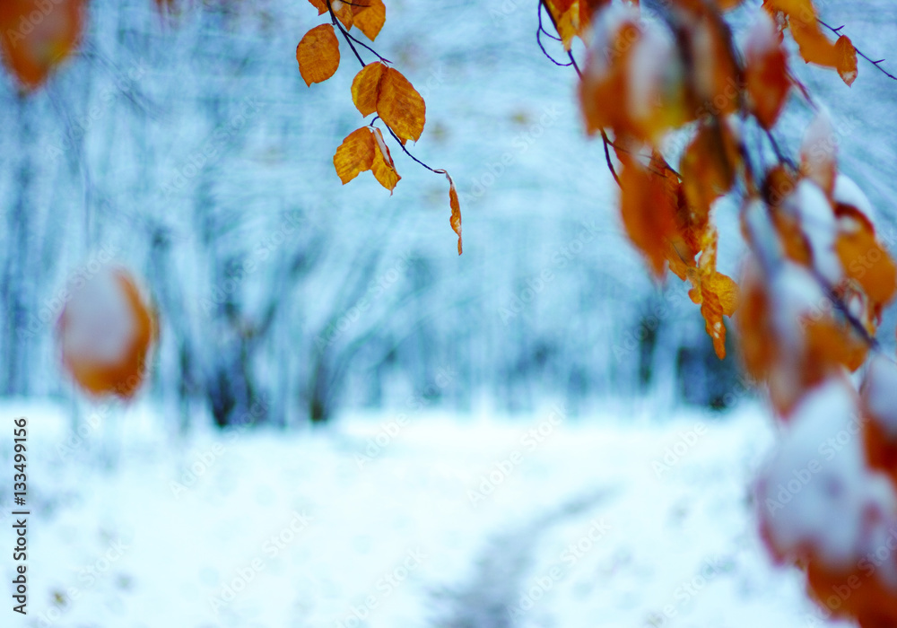 Yellow leaves in snow.