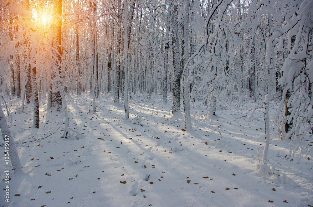 Sunset in winter forest