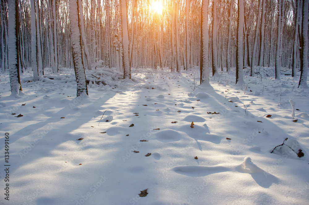 Sunset in winter forest