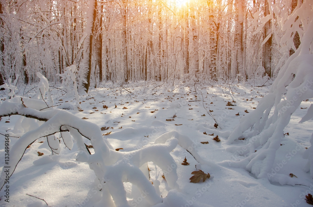 Sunset in winter forest