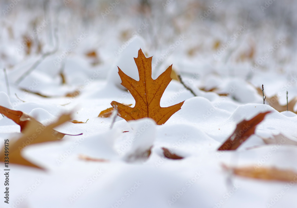 Yellow leaves in snow.