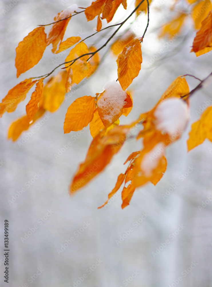 Yellow leaves in snow.