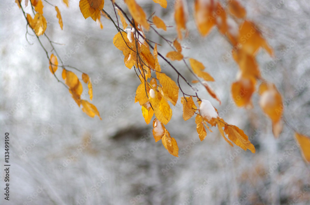 Yellow leaves in snow.