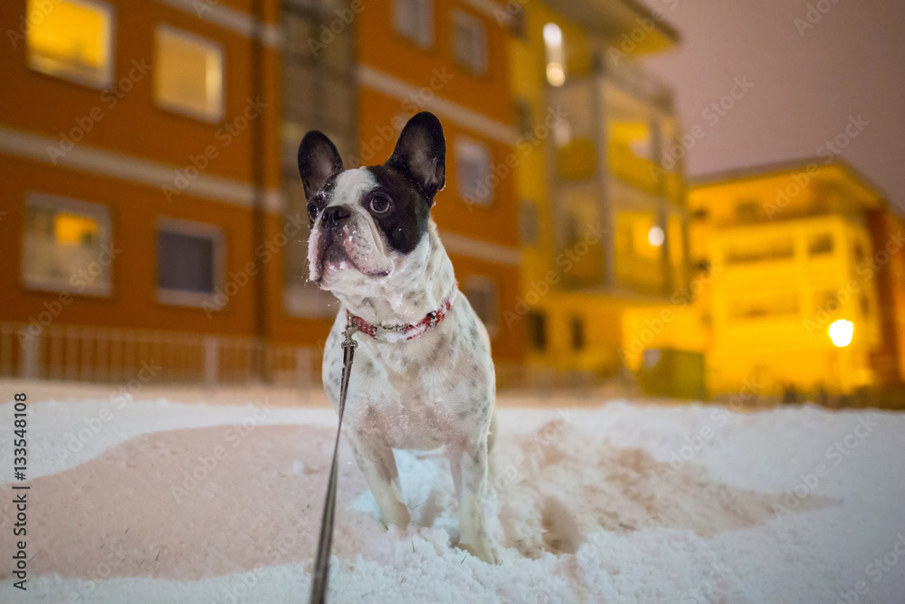 French bulldog in snowy winter scenery