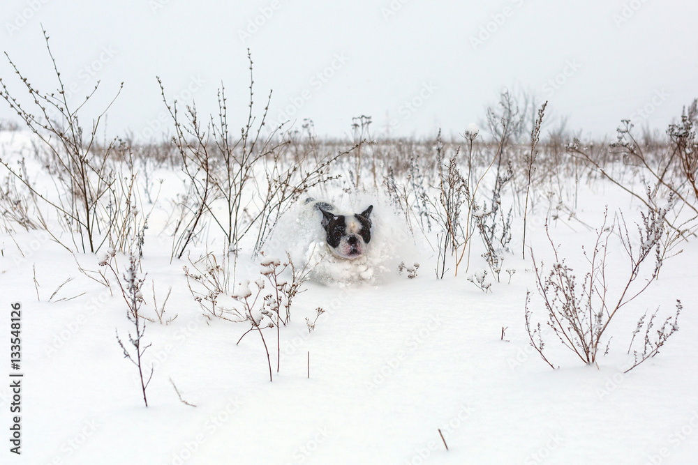 冬日雪景中的法国斗牛犬