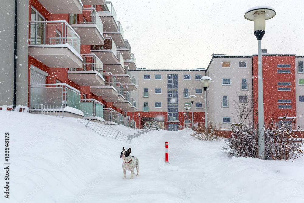 French bulldog in snowy winter scenery