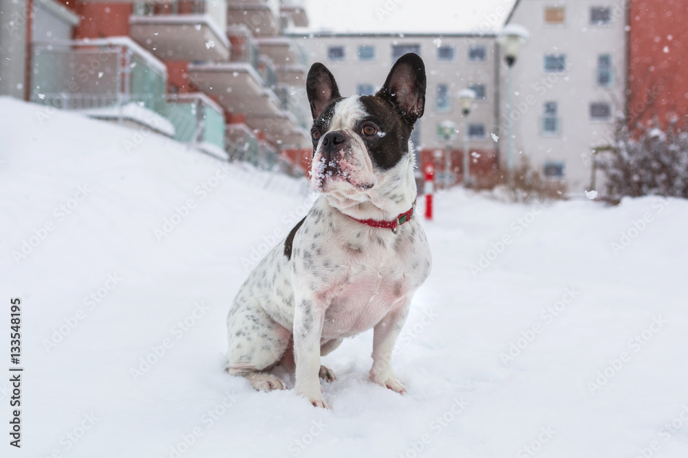 French bulldog in snowy winter scenery