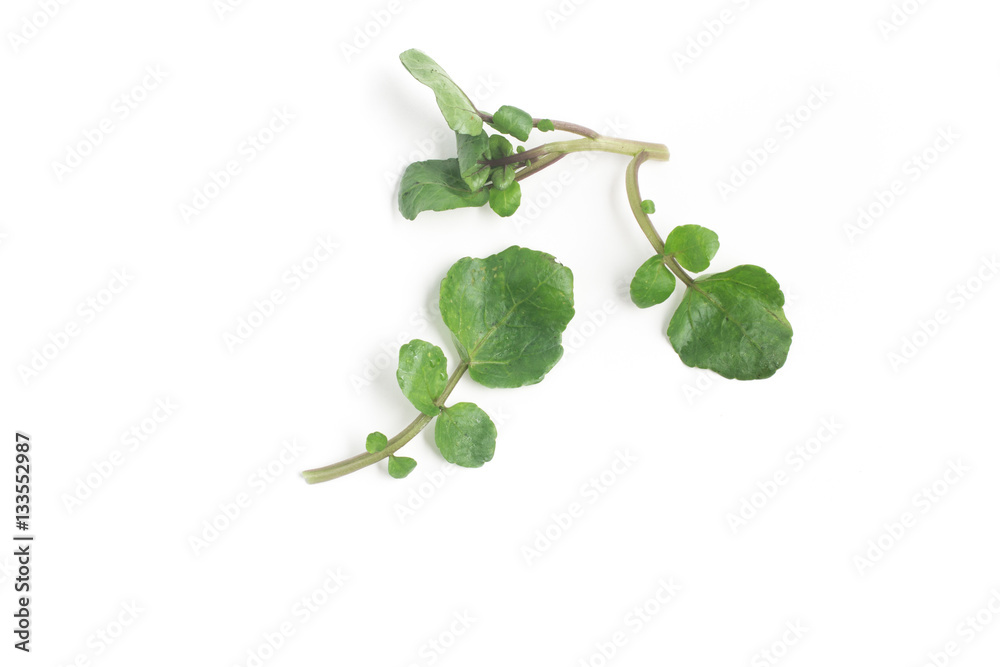 Fresh Watercress Leaves