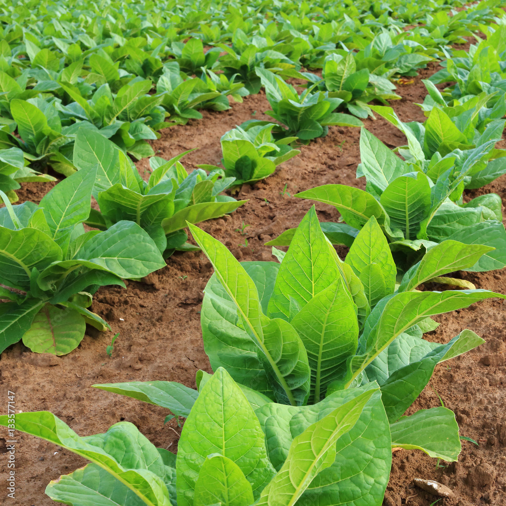 Tobacco plantation