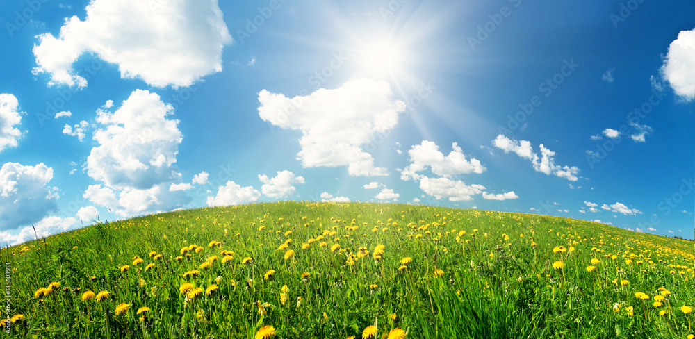 Green field with yellow dandelions and blue sky. Flowers on grassland in beautiful sunny weather wit