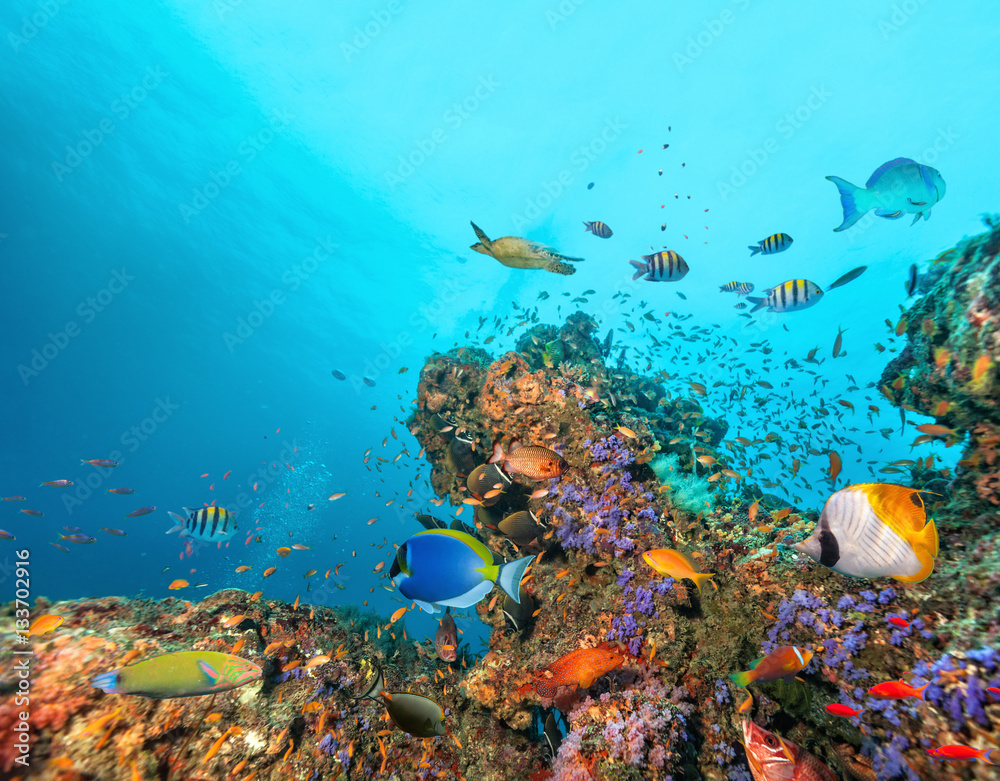 Beautiful coral reef with colored fish around