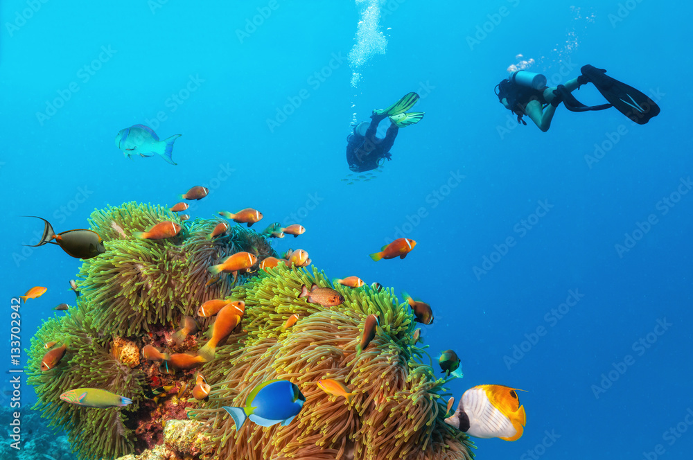 Two scuba divers exploring sea bottom