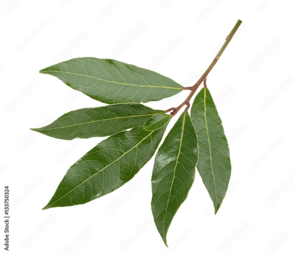 Fresh bay leaves isolated without shadow