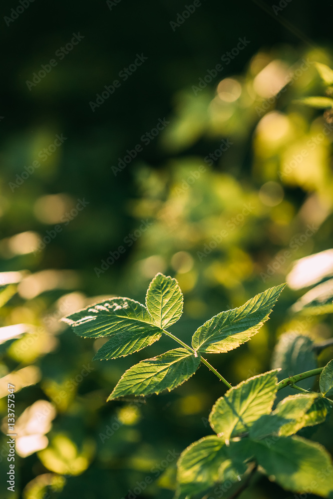 Branch Of Wild Raspberries With Green Leaves In Summer Forest