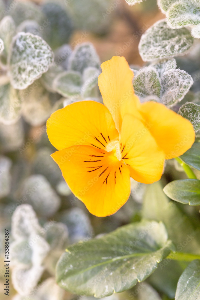 パンジーの花