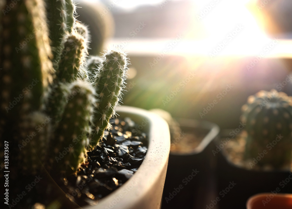 Cactus Decoration Desert Flora Garden Growing Concept