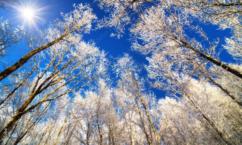 Winter Zauberwald mit verschneiten Baumkronen und der Sonne am blauen Himmel