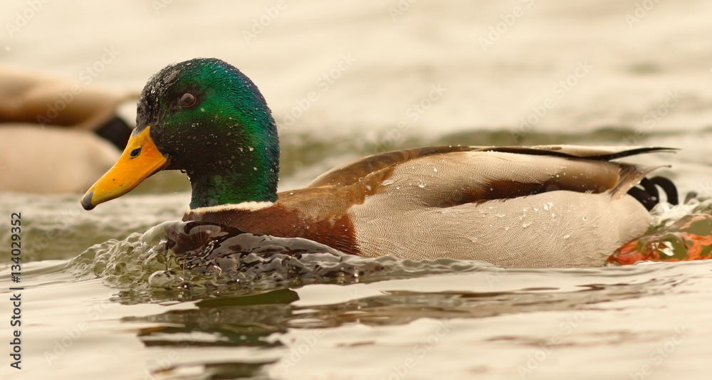 male mallard duck swimming on water surface