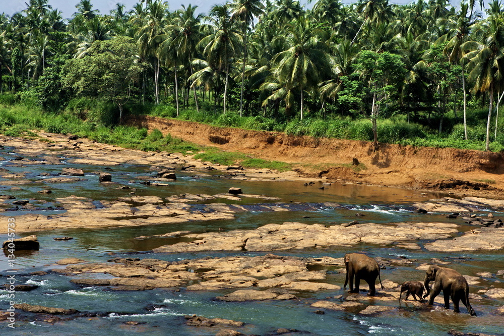 tropical landscape of the broad river and jungle of palm trees