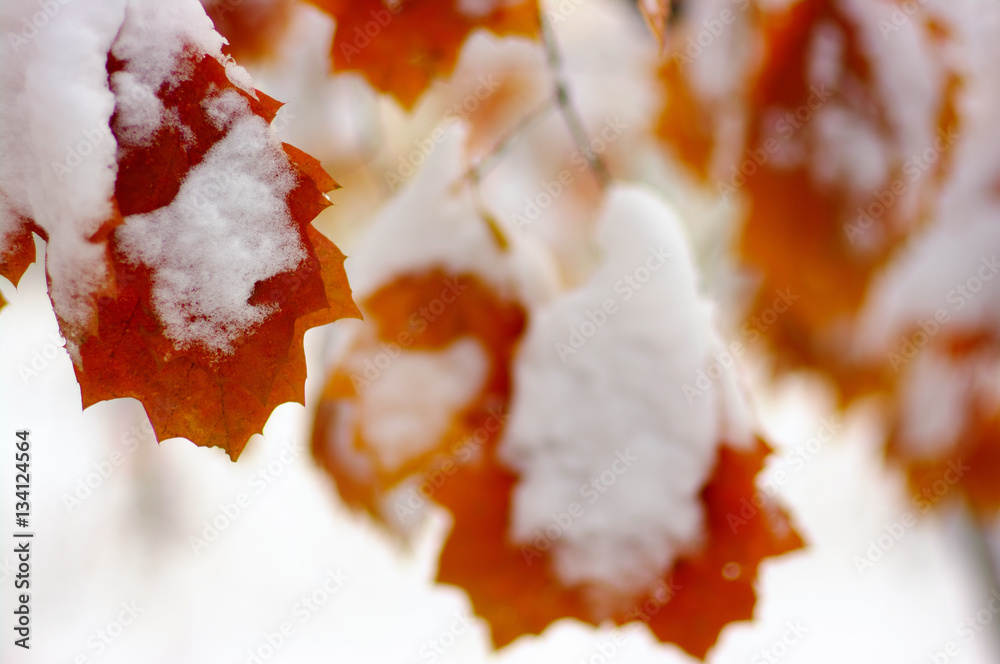 雪中黄叶