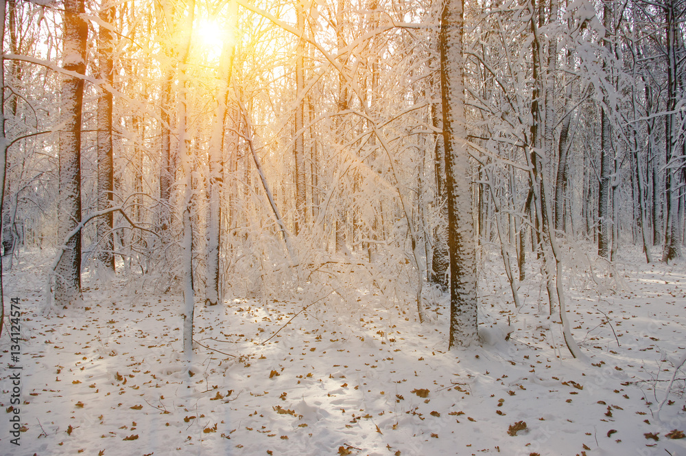 Sunset in winter forest