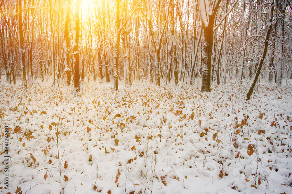 Sunset in winter forest