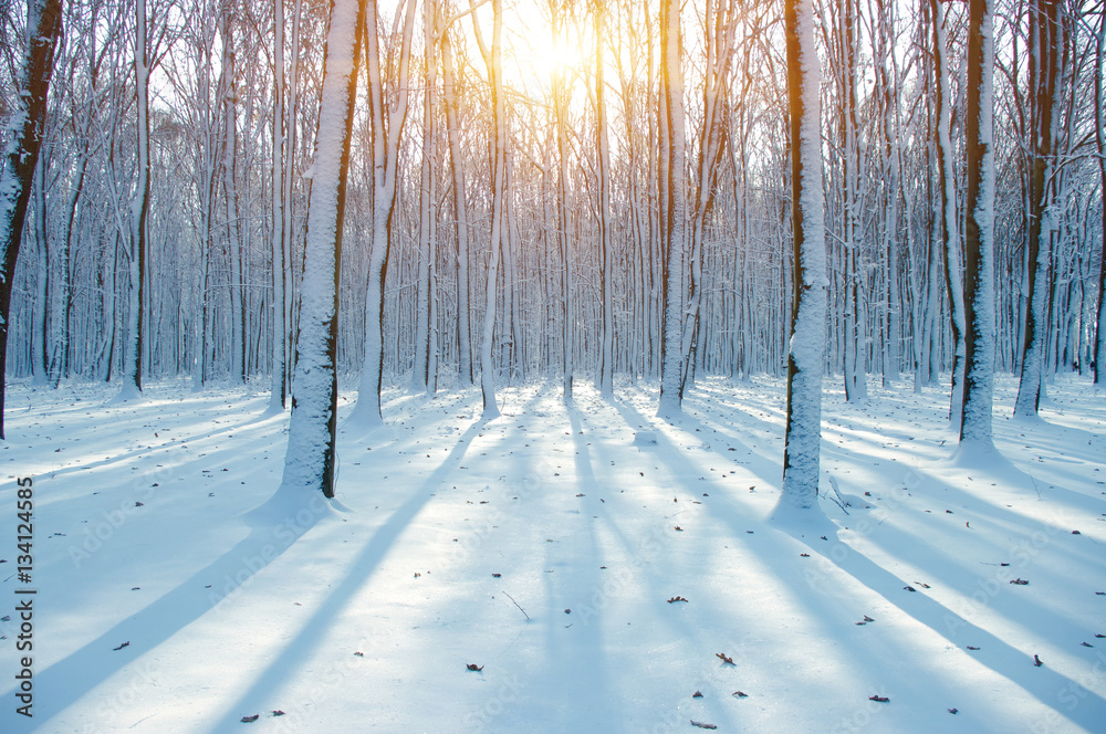 Sunset in winter forest