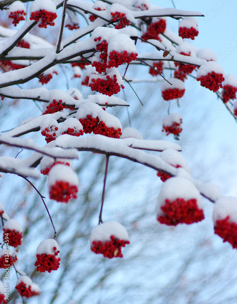  rowan covered with the snow