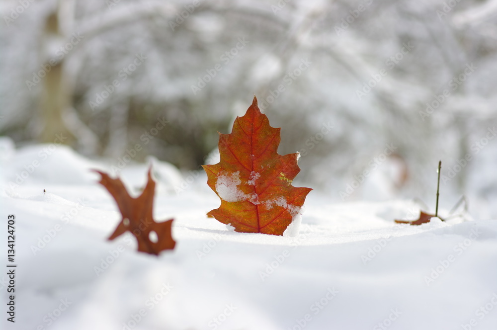 雪中黄叶。