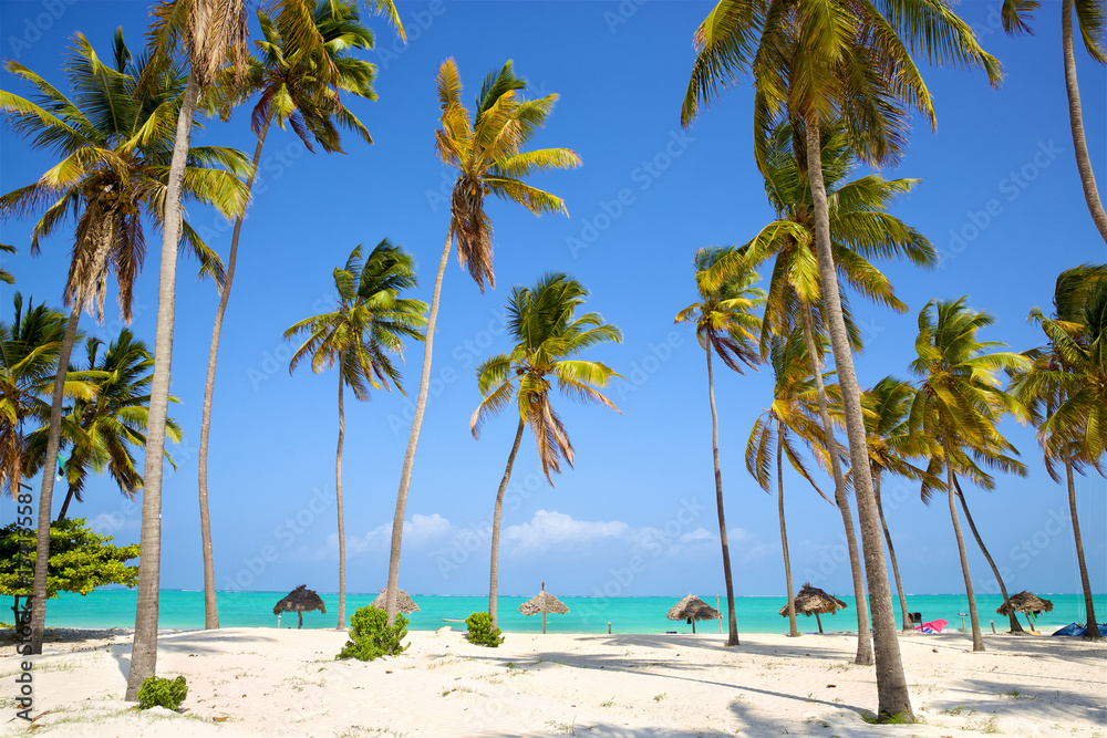 Perfect sand beach with palm trees, Zanzibar, Tanzania