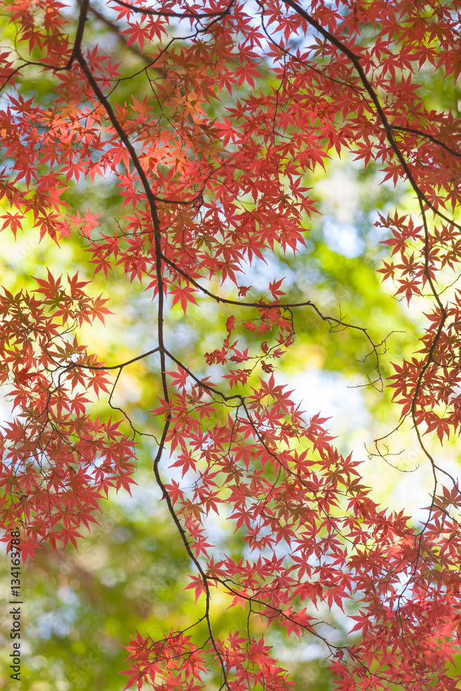 Beautiful colorful of autumn leaves in forest