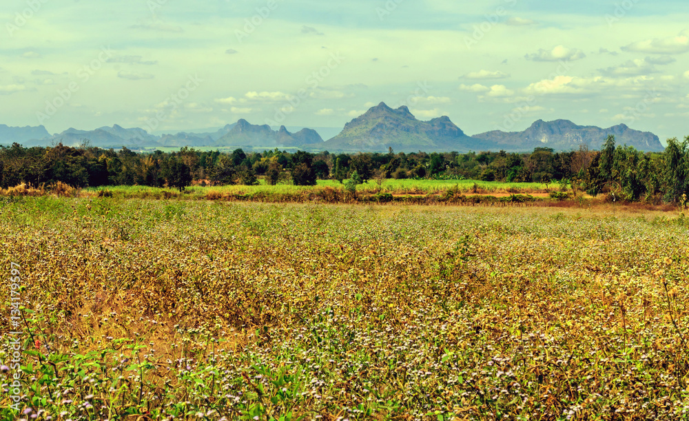 Field with flowers and mountain valley. Natural cloud landscape