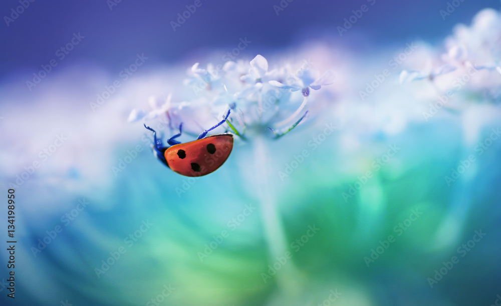 Ladybug on white flower on light blue background in rays of light with a soft focus on nature outdoo