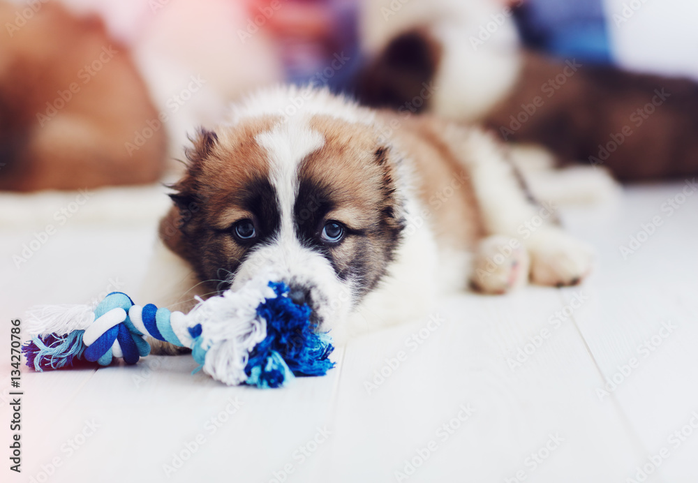 portrait of young caucasian shepherd puppy lying on the floor at home