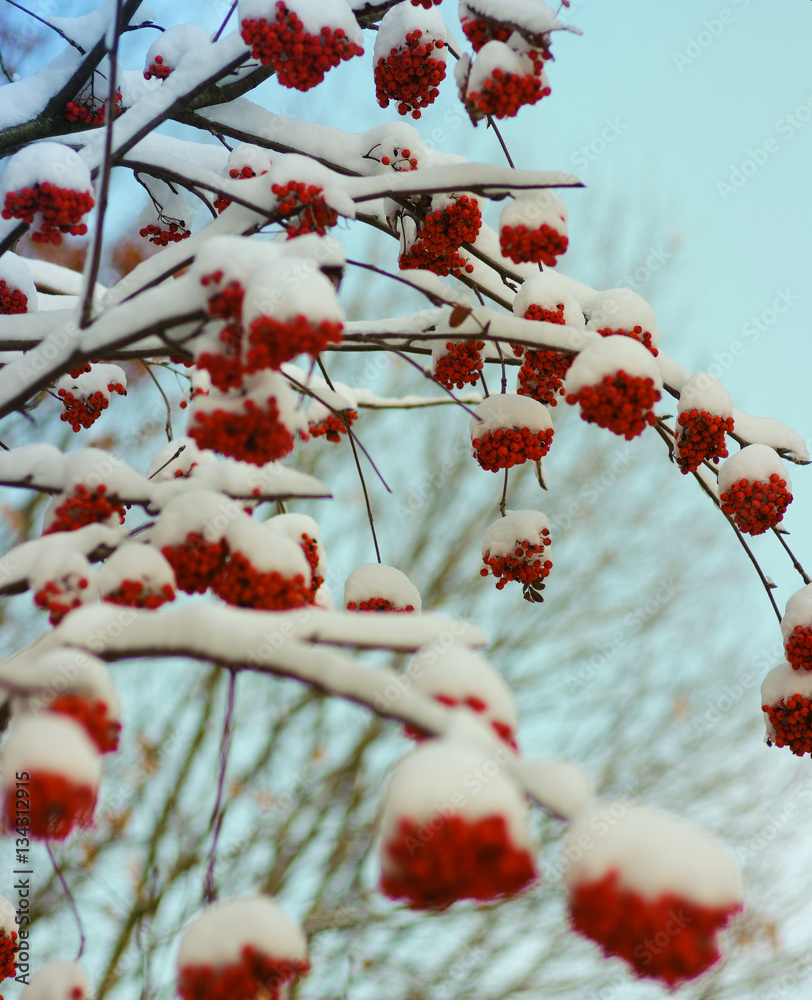  rowan covered with the snow