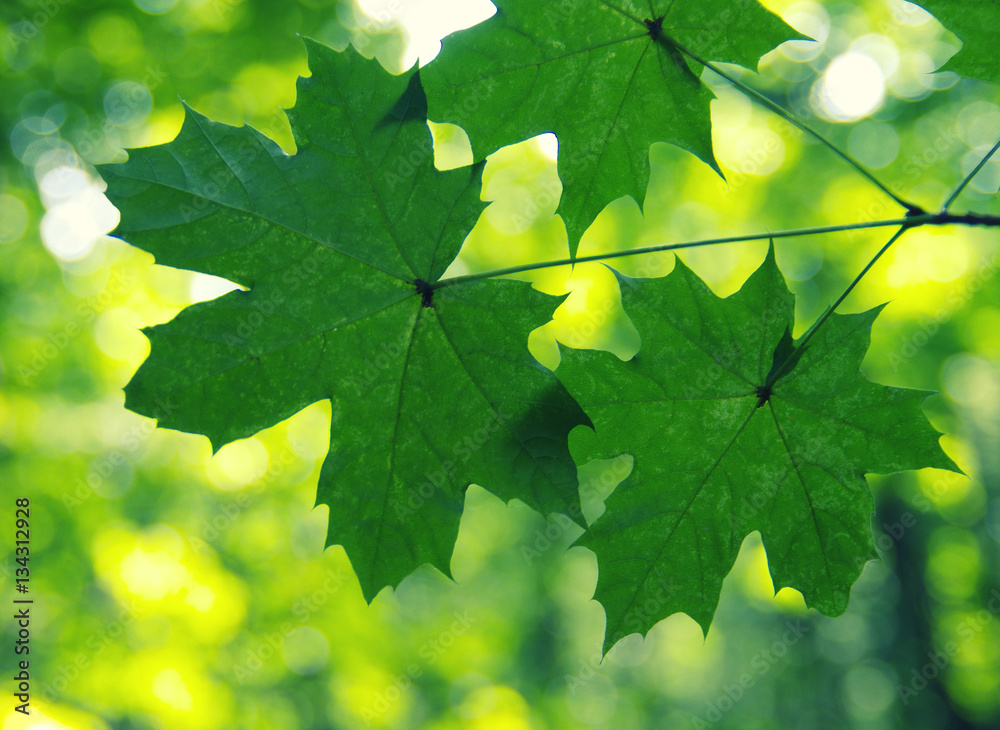 Green leaves on the green