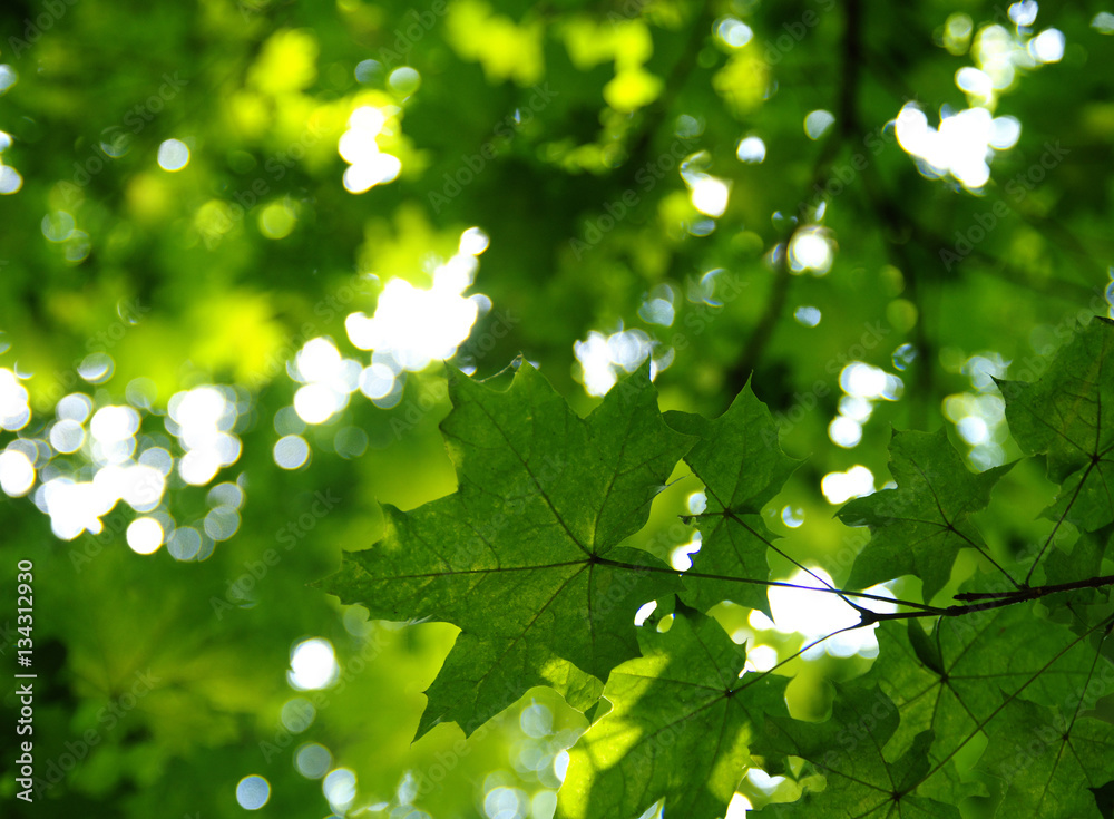 Green leaves on the green