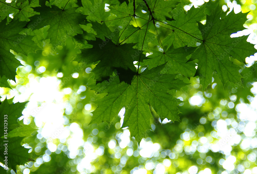 Green leaves on the green