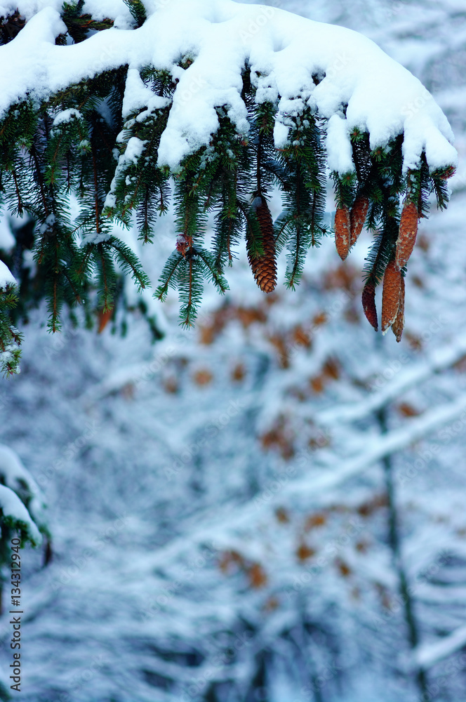 Spruce branches covered with snow