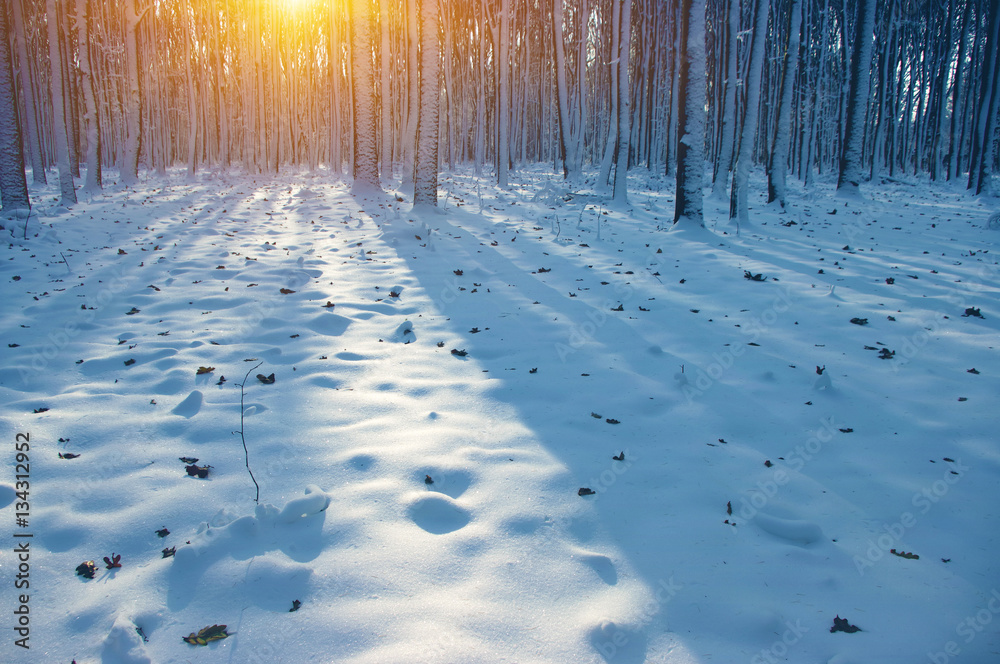 Sunset in winter forest