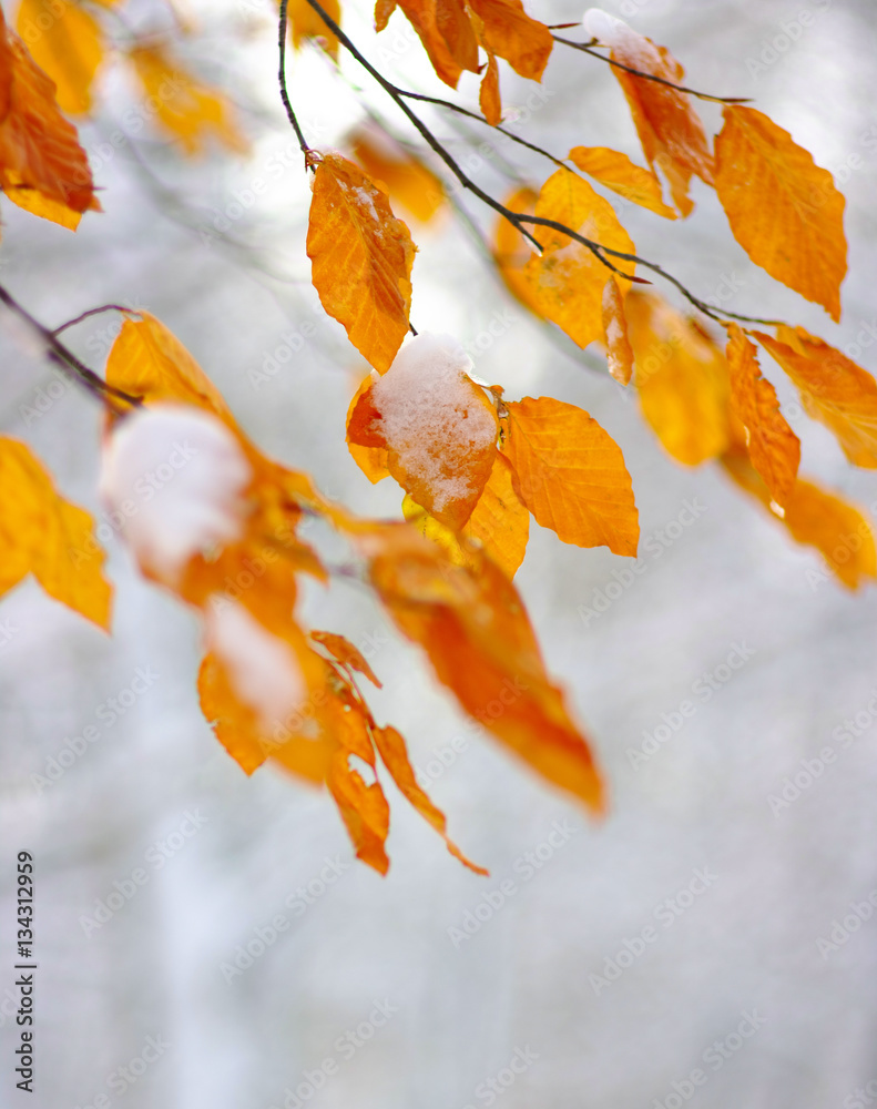 Yellow leaves in snow.