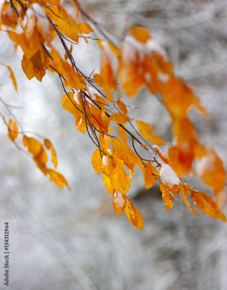 Yellow leaves in snow.