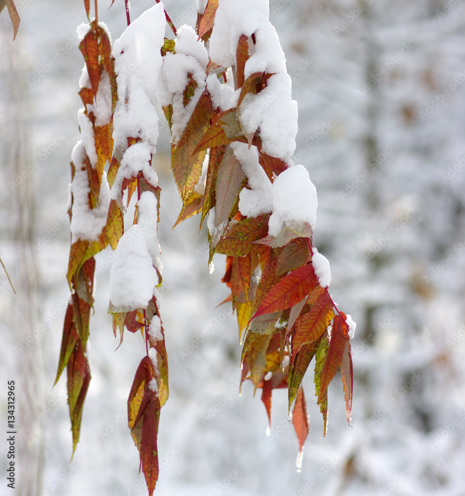 Yellow leaves in snow.