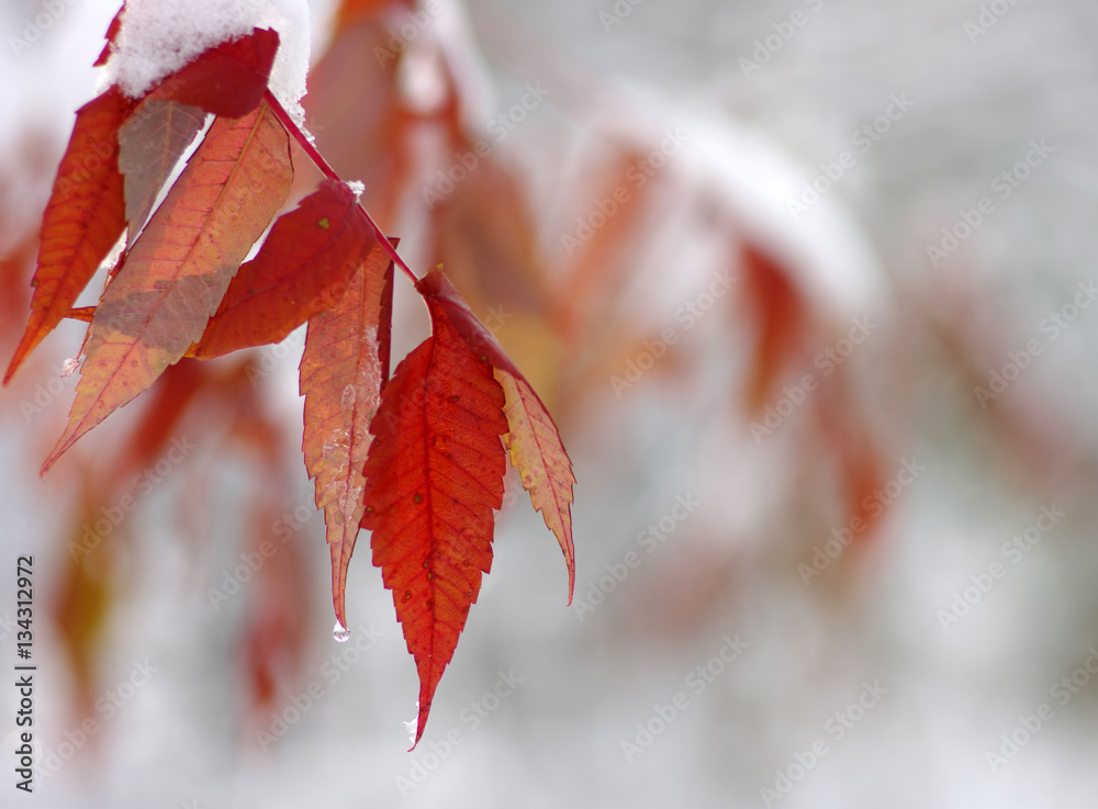 Yellow leaves in snow.