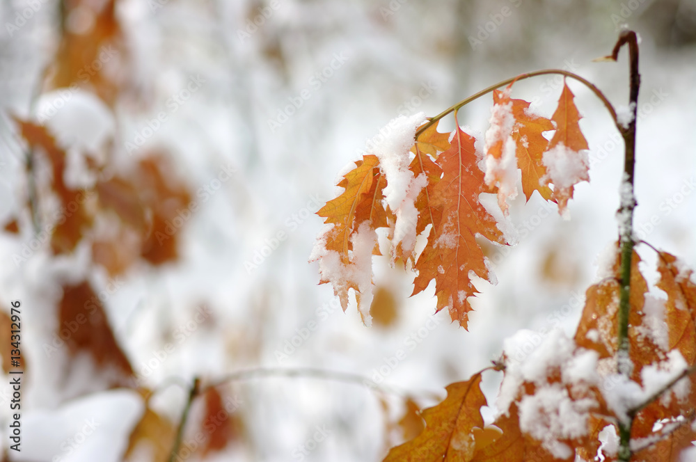 Yellow leaves in snow.