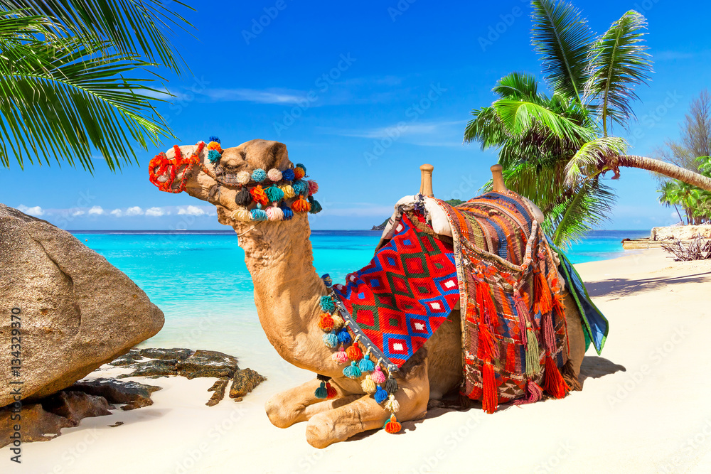 Camel ride on the tropical beach