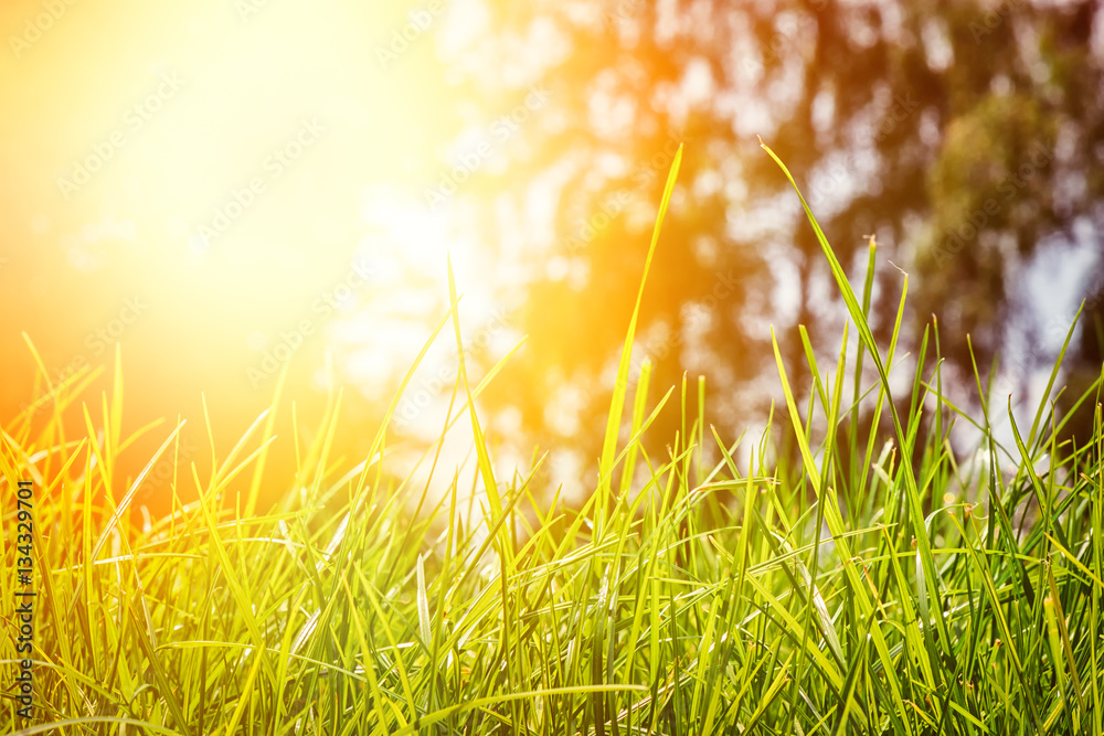 Summer landscape with green grass. Nature background