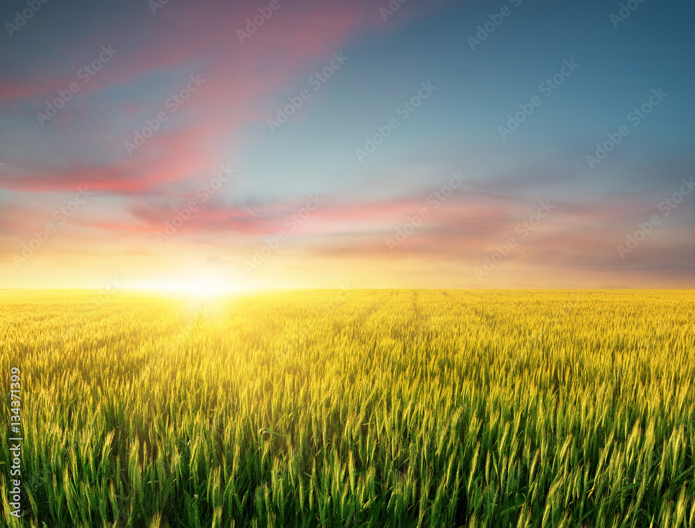 Filed during bright sunset. Agricultural landscape in the summer time